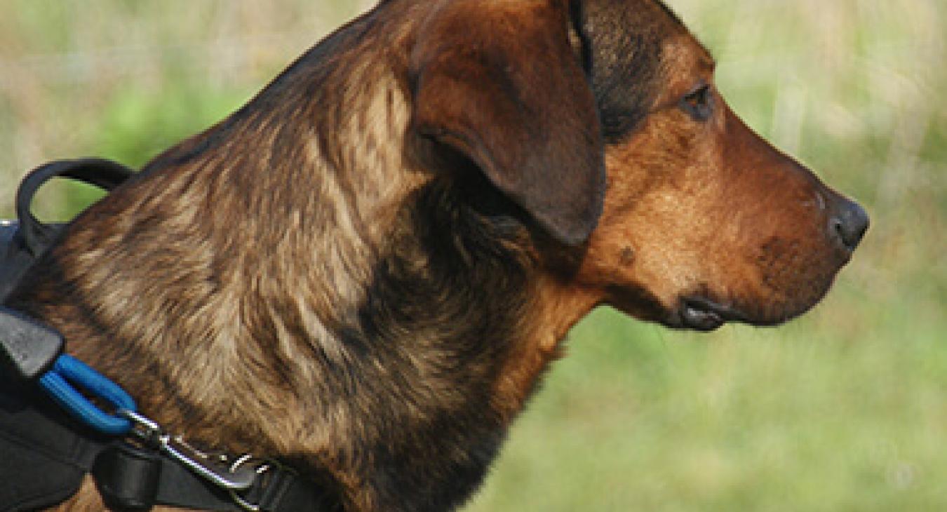L’agressivité du chien envers l'homme
