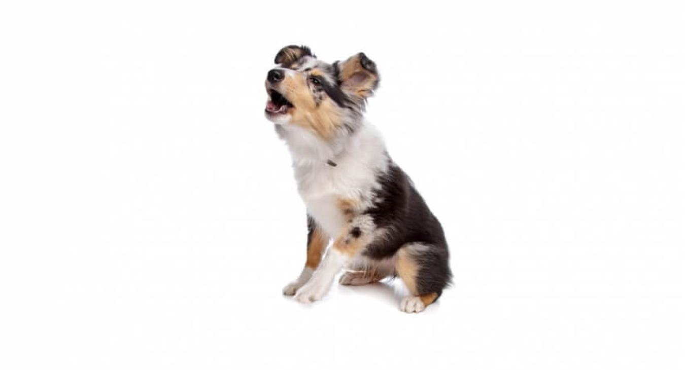 Que faire pour que votre chien arrête d’aboyer ?
