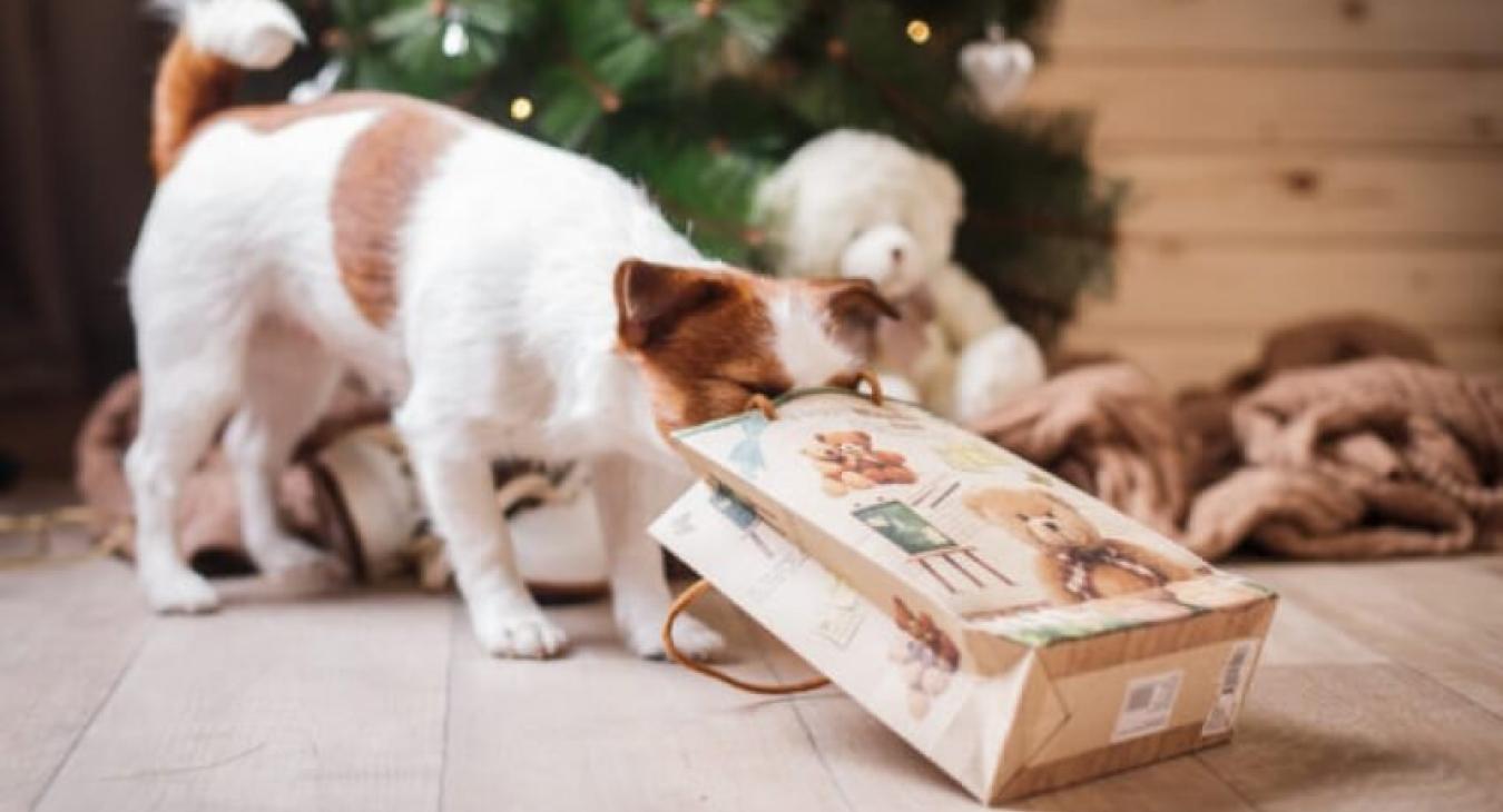 Fêtes de fin d'année, les aliments à éviter pour nos compagnons