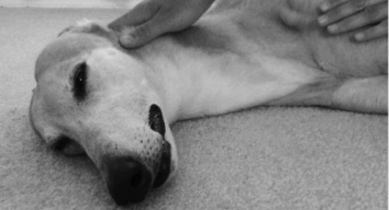 Les maladies de peau fréquentes chez le chien