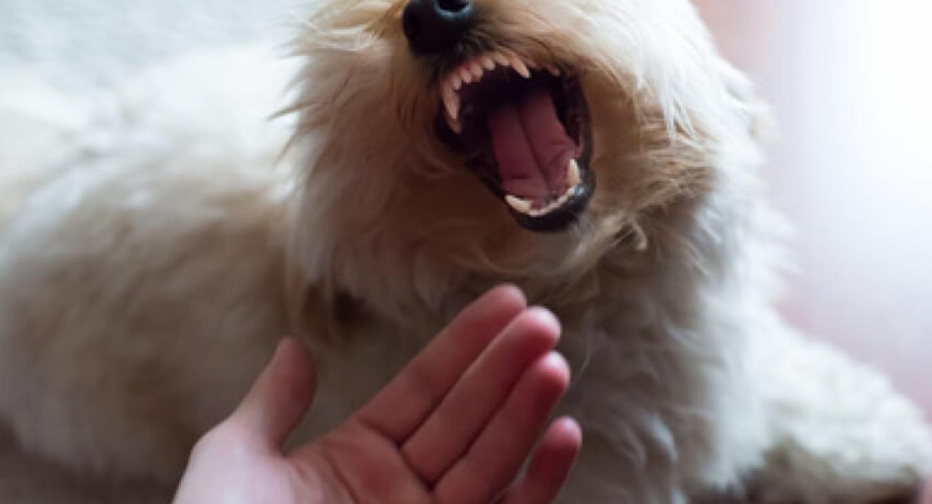 Mon chien mord, pourquoi et comment y remédier ?