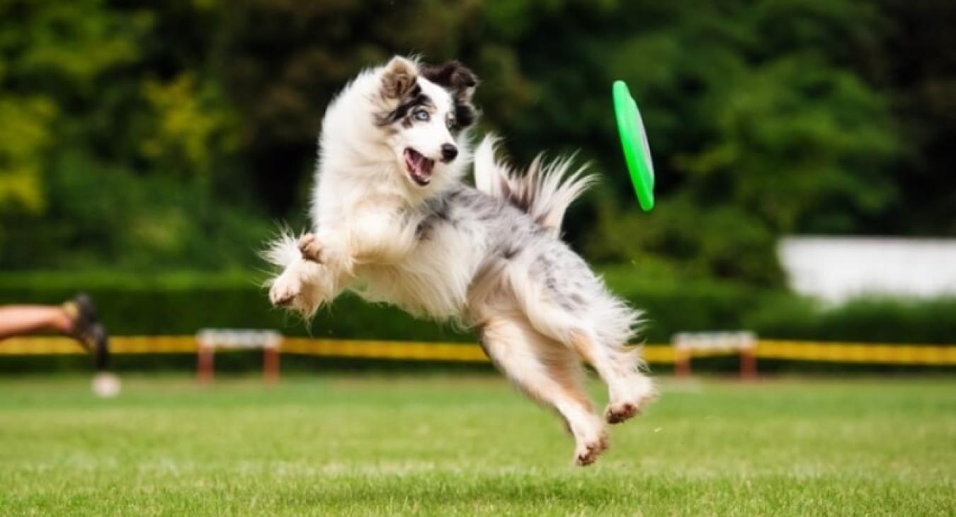 Chien.fr - Tout savoir sur les chiens et les chiots