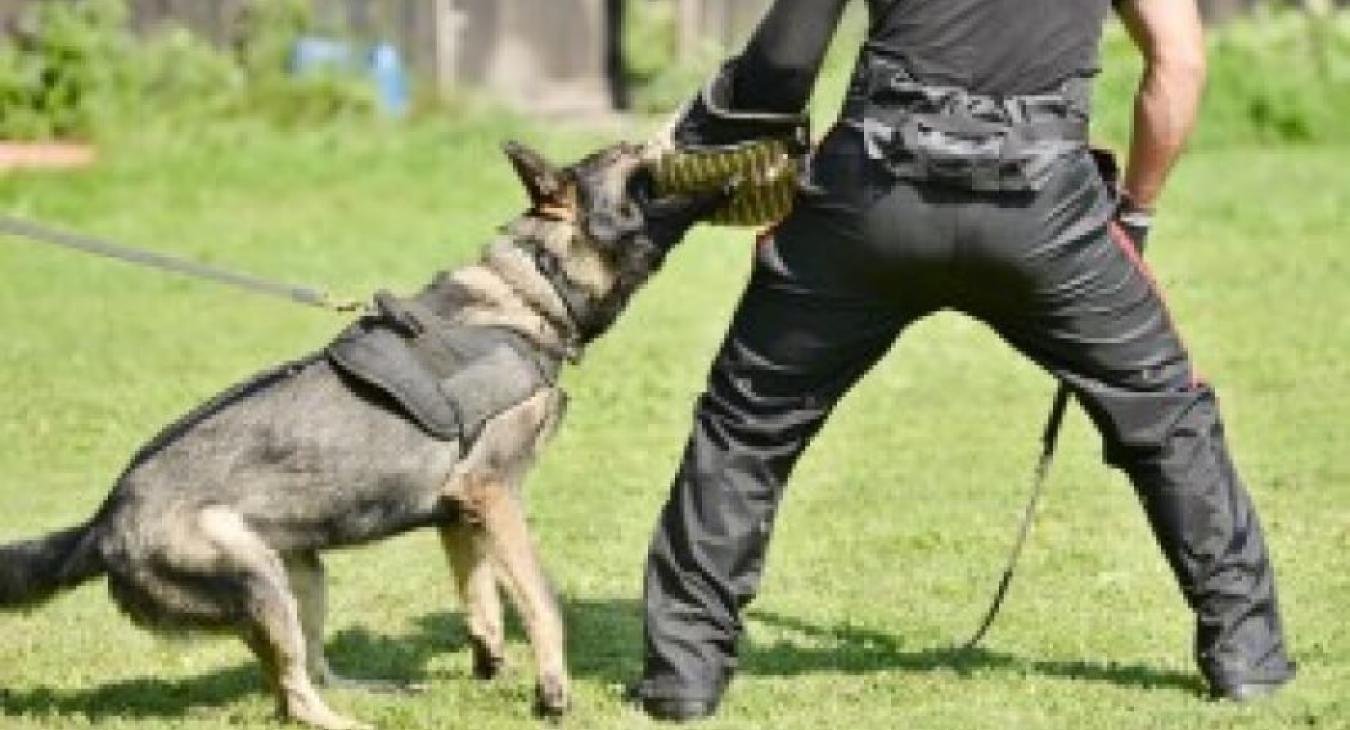 Les chiens du GIGN