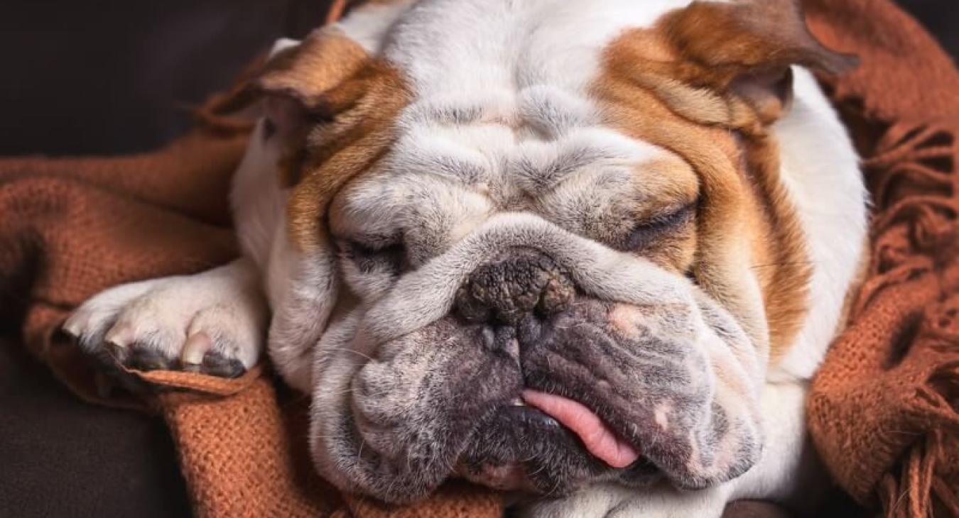 Les maladies de peau rares chez le chien
