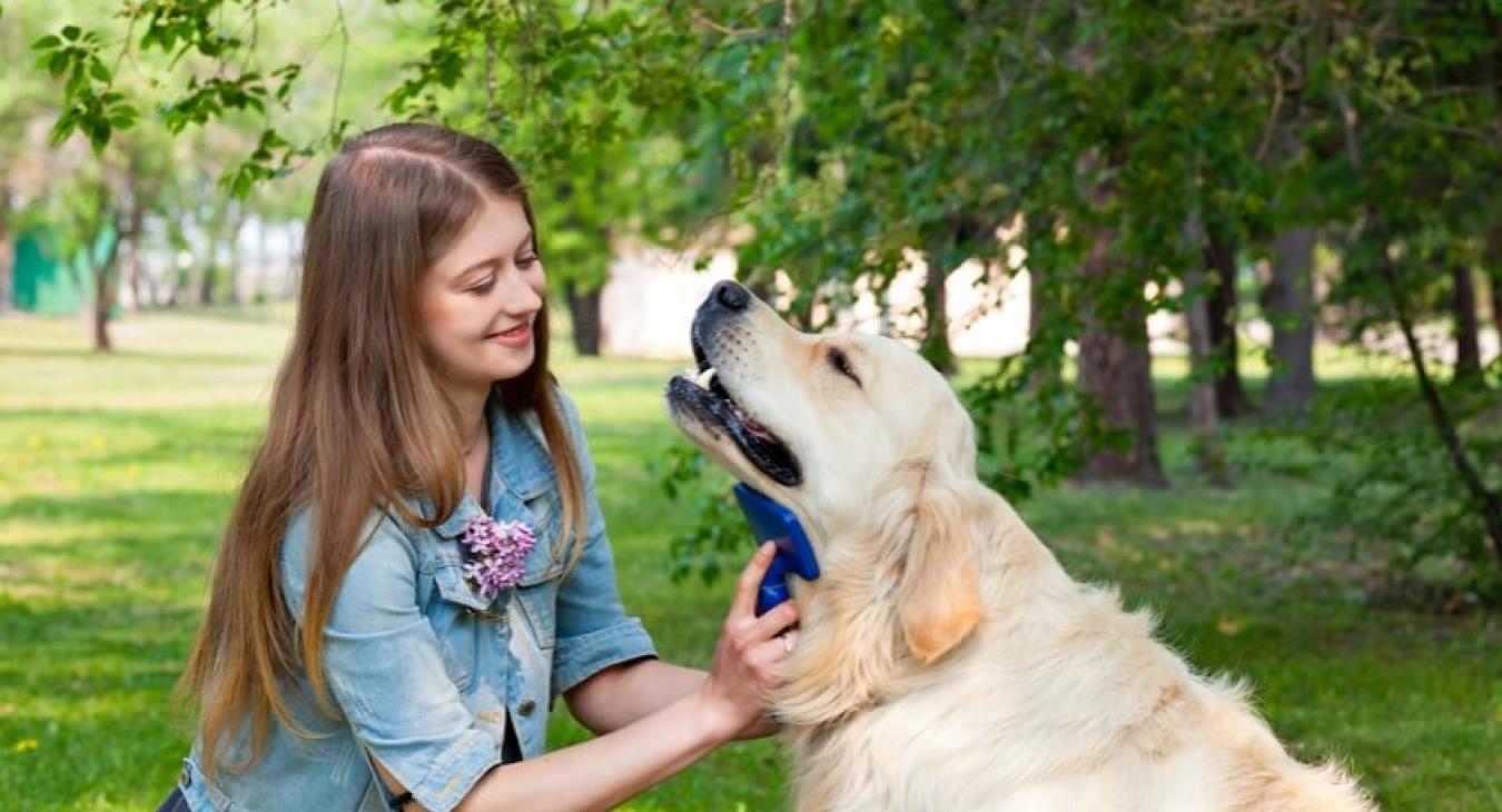 Quelle brosse choisir pour mon chien ou pour mon chat ?