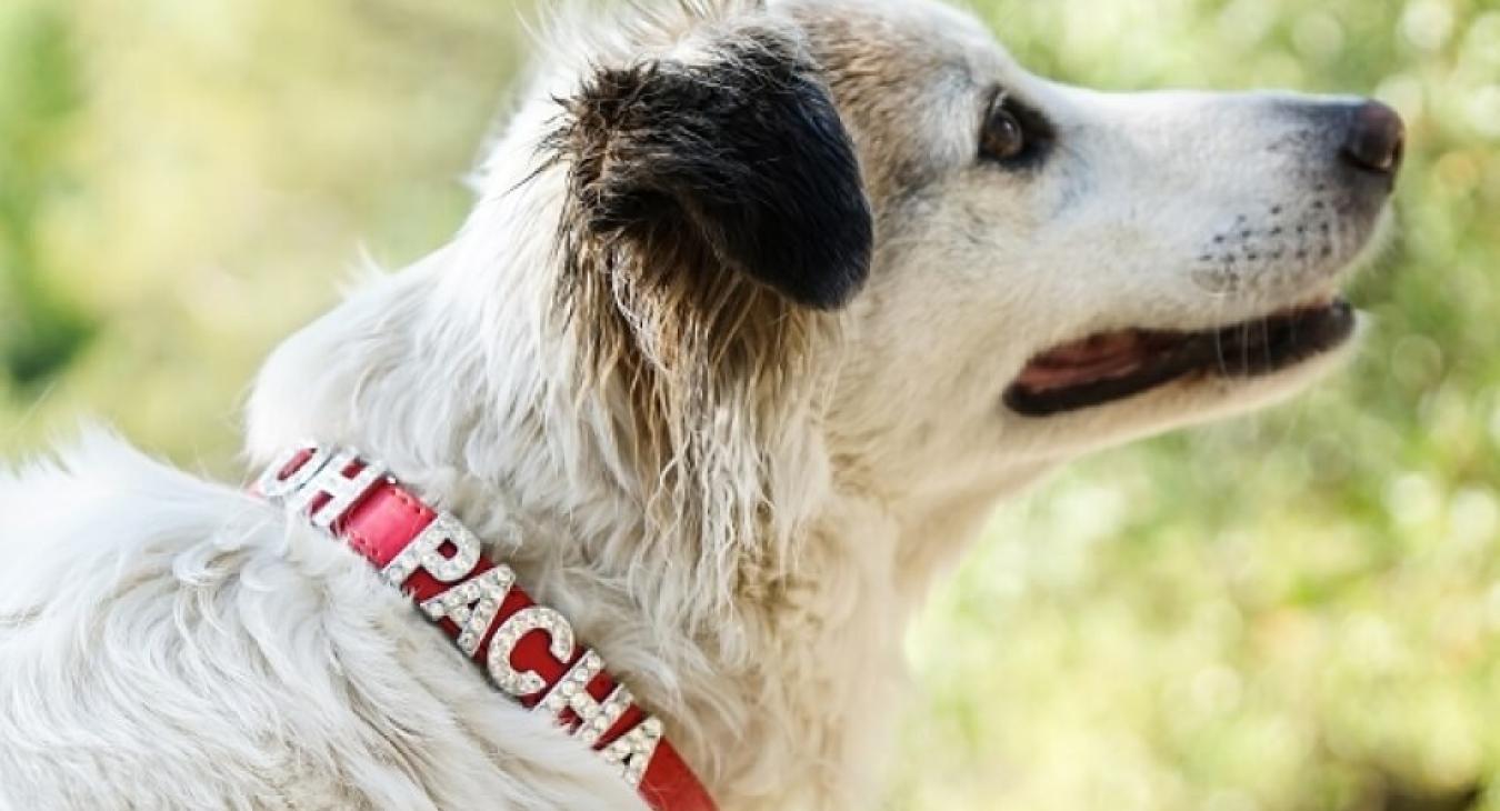 Choisir un collier pour mon chien