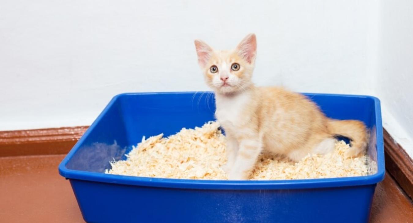 Quelle litière choisir pour mon chaton ?