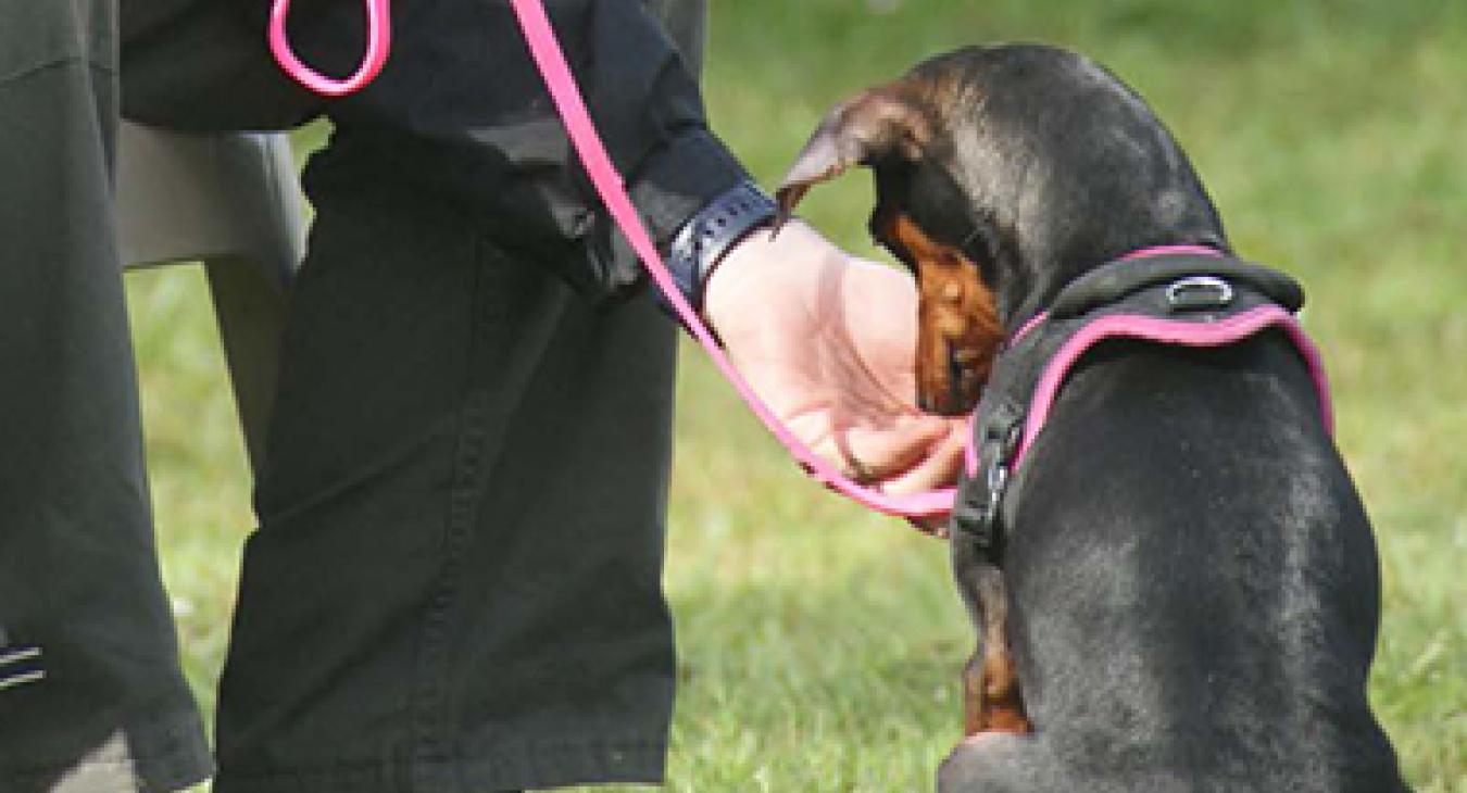 Le Clicker-Training