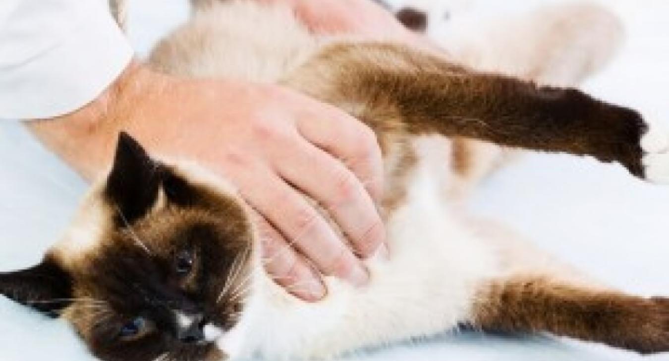 Comment donner un comprimé à son chat ?