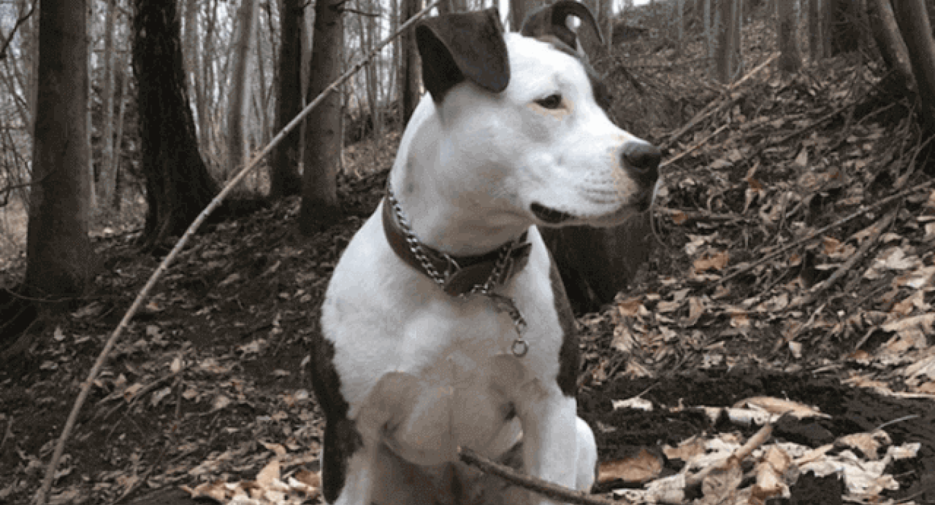 Comment passer un automne sans tracas avec son chat et son chien ?