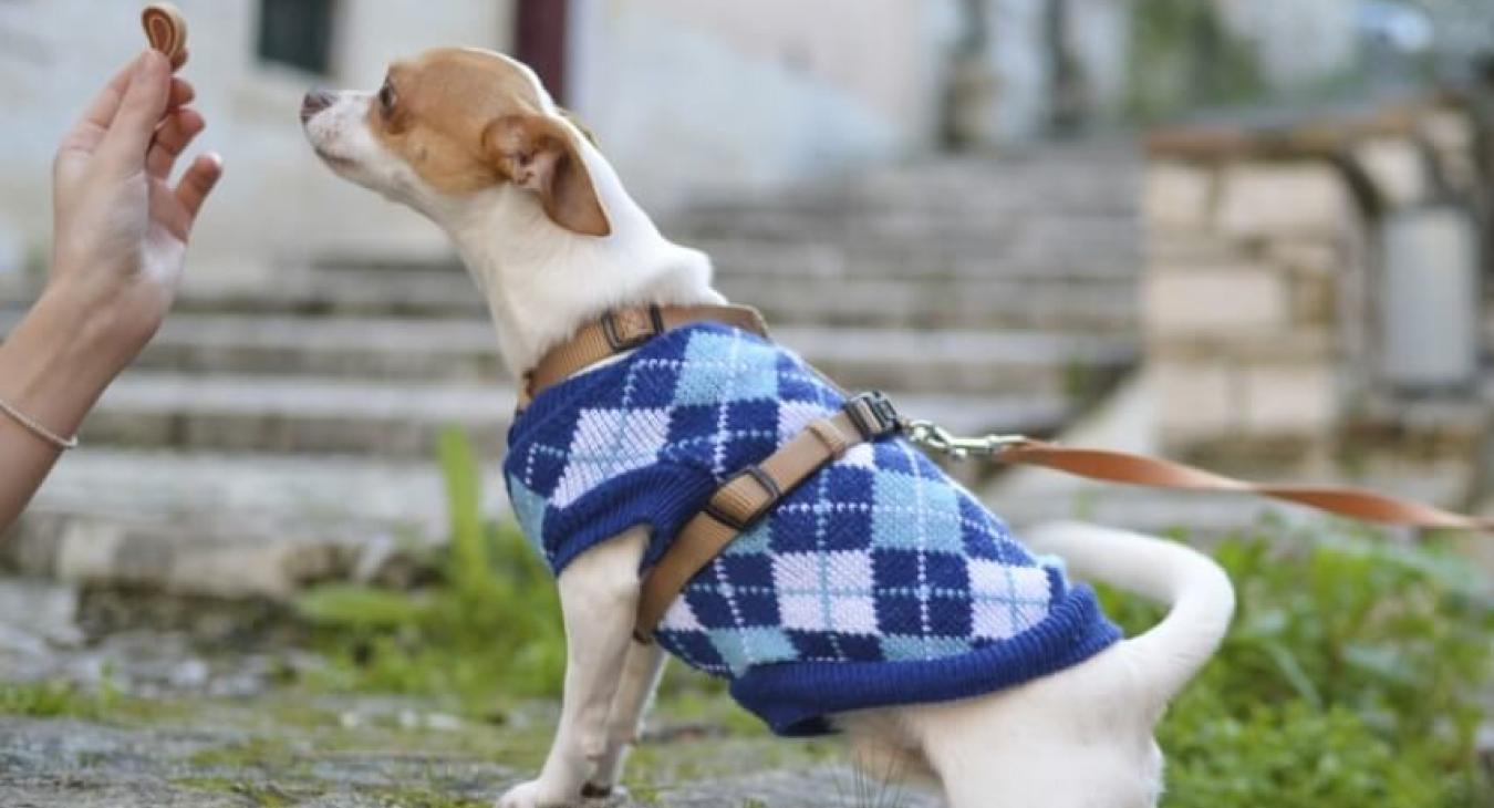 Comment bien récompenser son chien ?