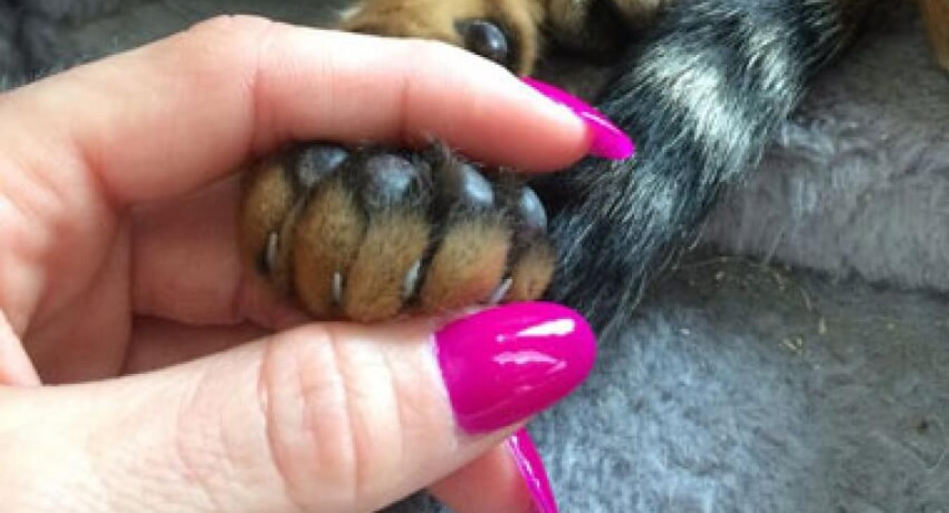 Couper les griffes de son animal