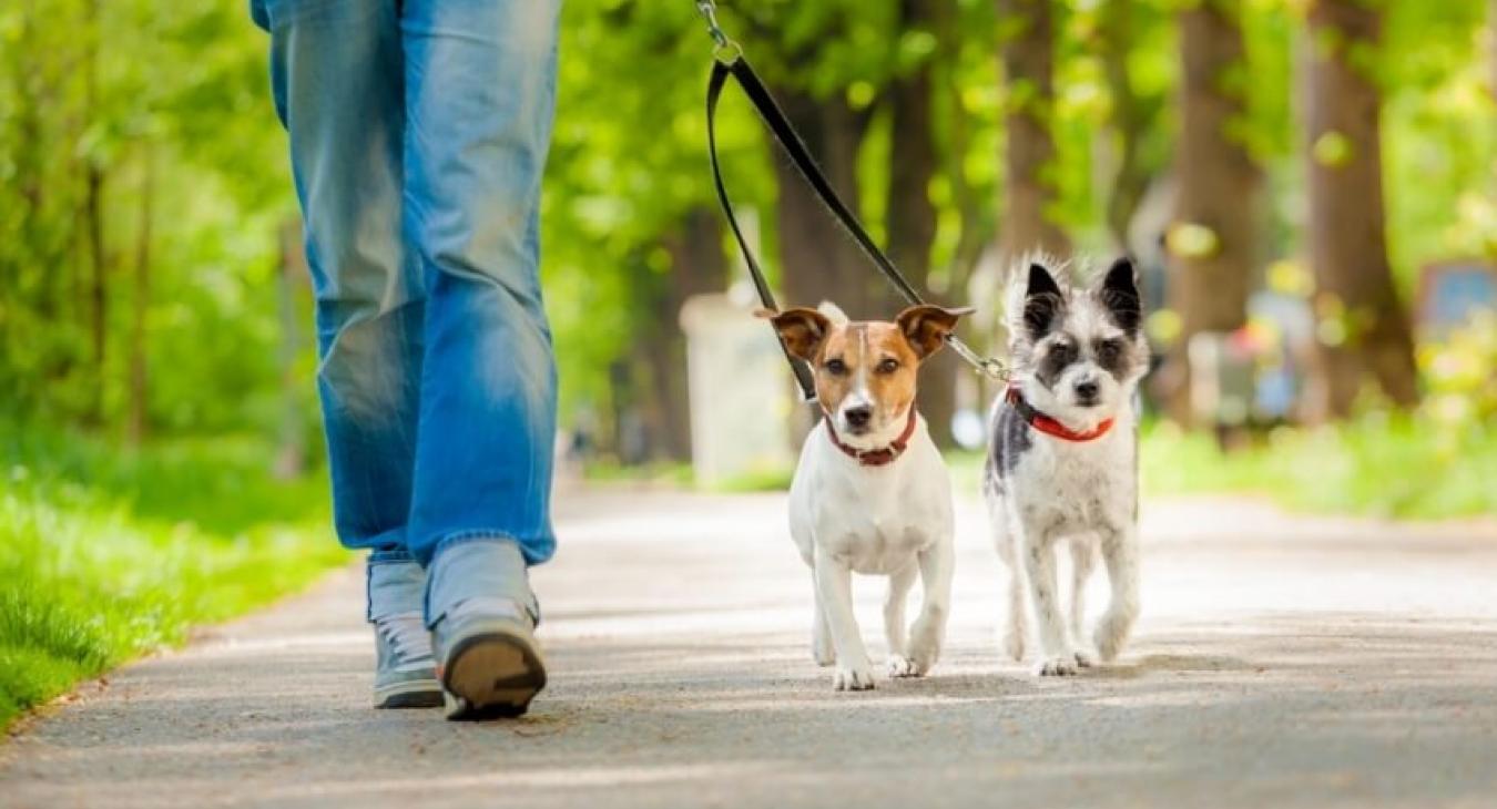 Le métier de Dog Sitter