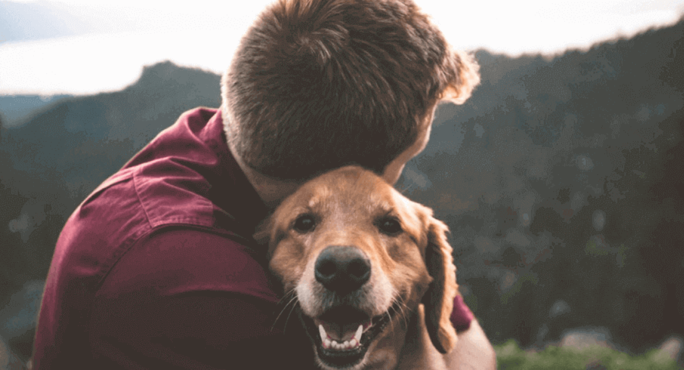 "Dogs" la nouvelle série des passionnés