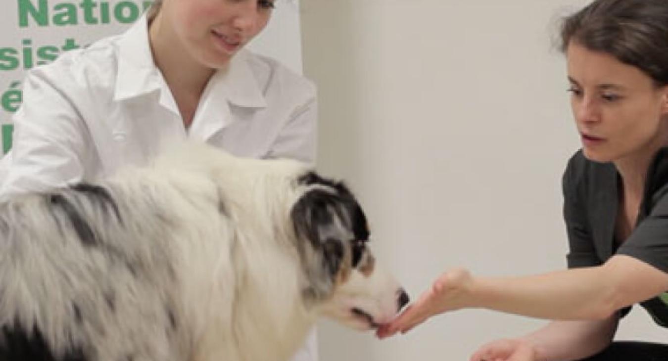 Donner un médicament à son chien