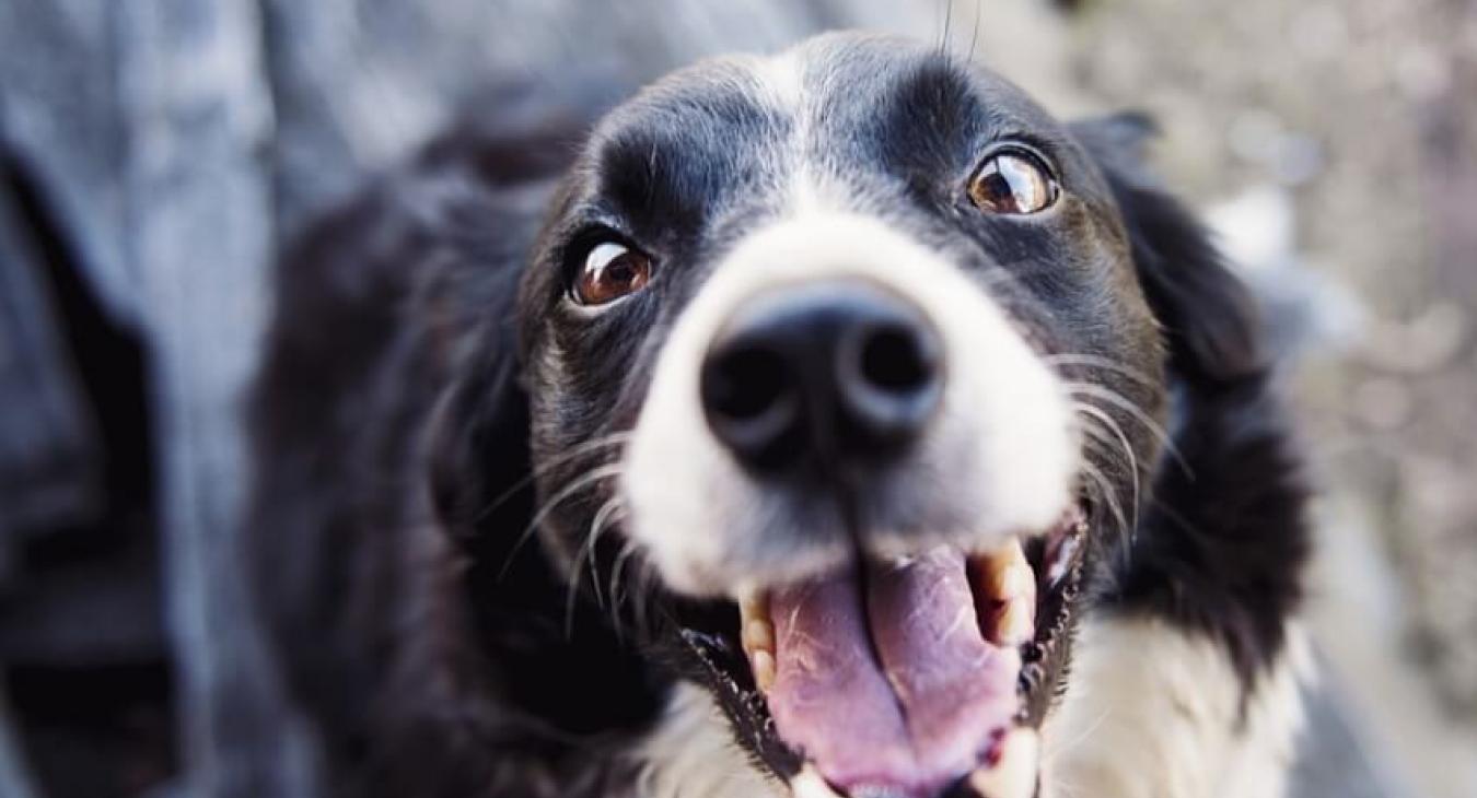 Qu’entendons-nous par méthodes amicales et positives en éducation canine ?