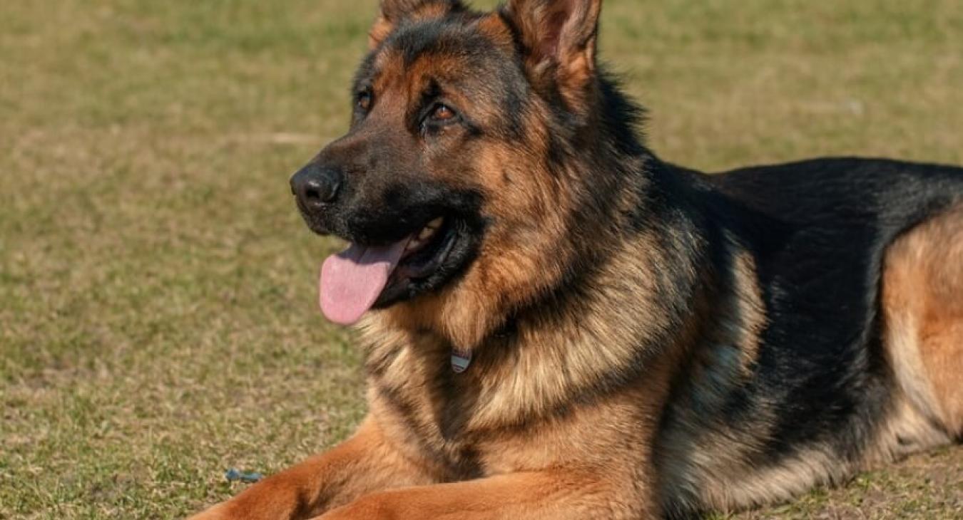 Qu’est-ce qu’englobe le mot éducation canine ?