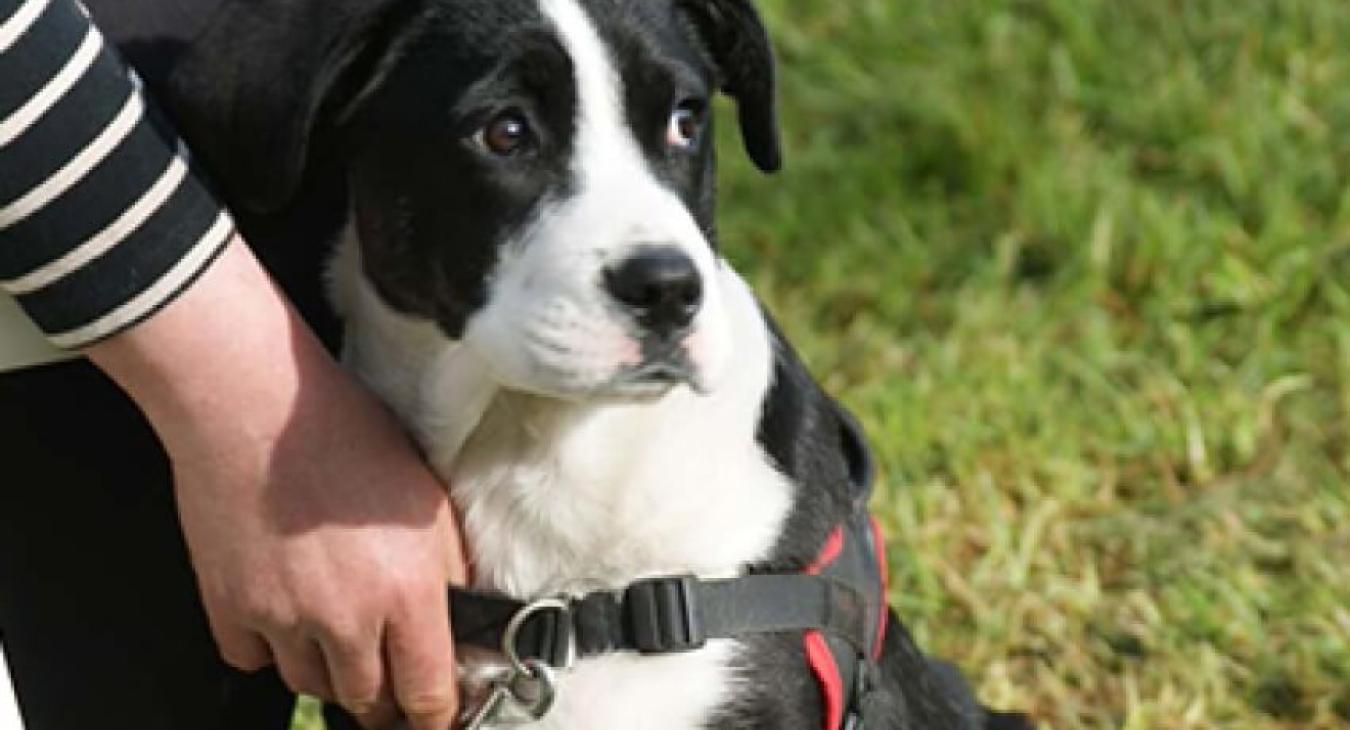 L'éducation de mon chien au quotidien