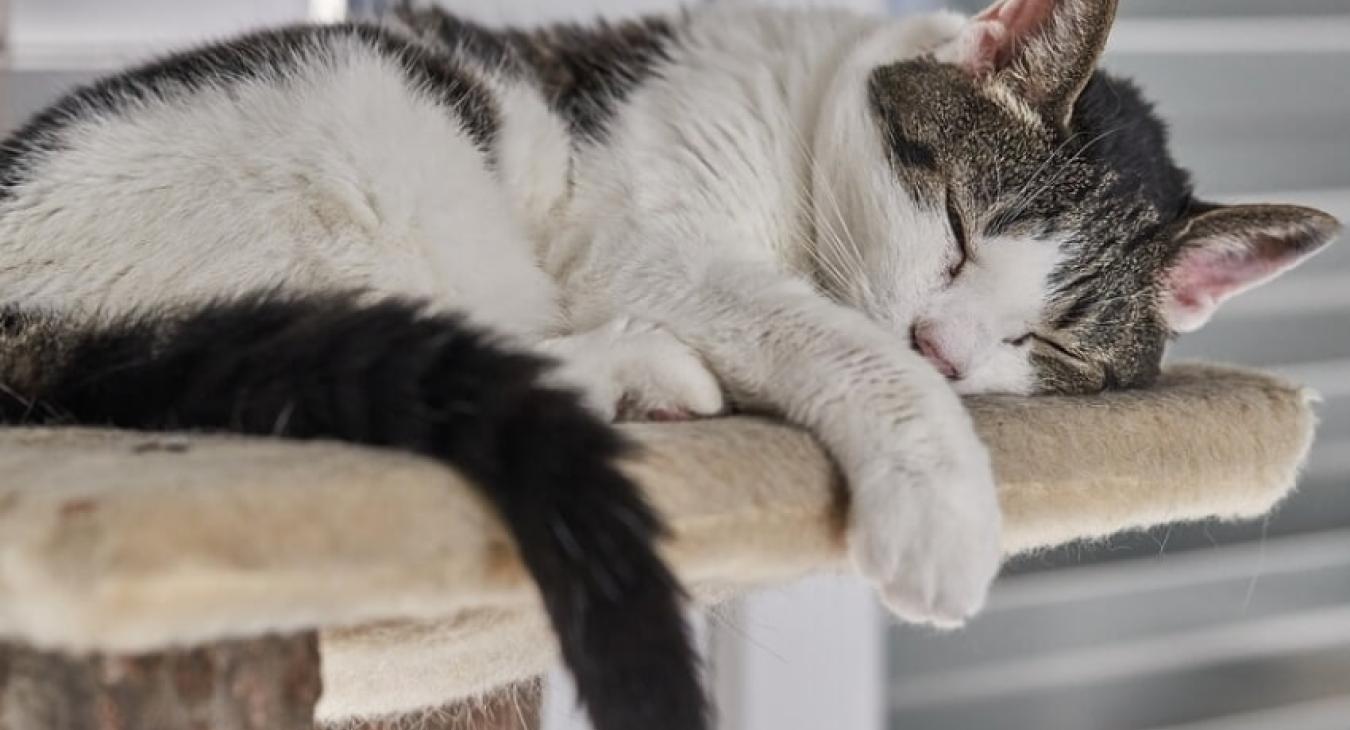 Do it yourself : Fabriquer un arbre à chat