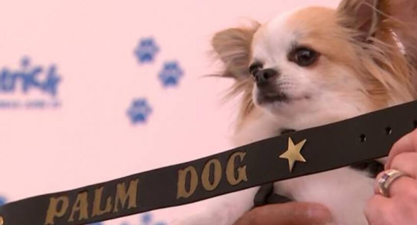 Festival de Cannes 2018 : LA PALM DOG