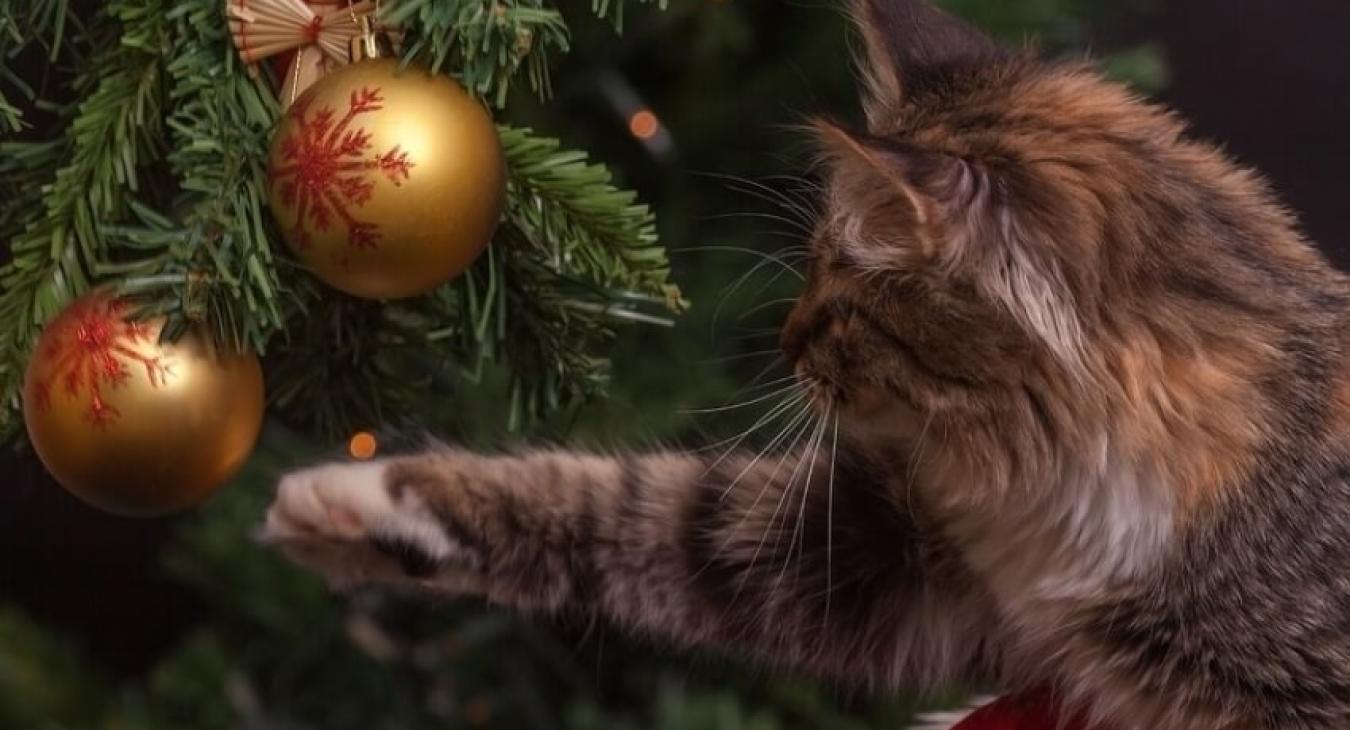 Des fêtes sereines avec son animal