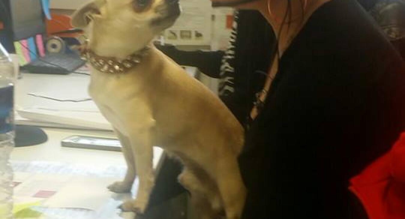 Fidanimo, une entreprise Pet Friendly