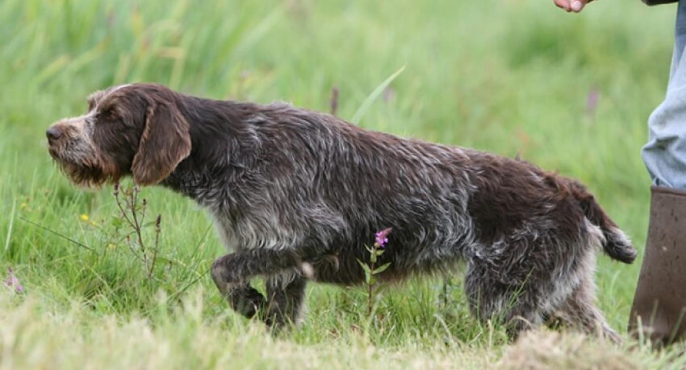  Le field trial : le sport des chasseurs
