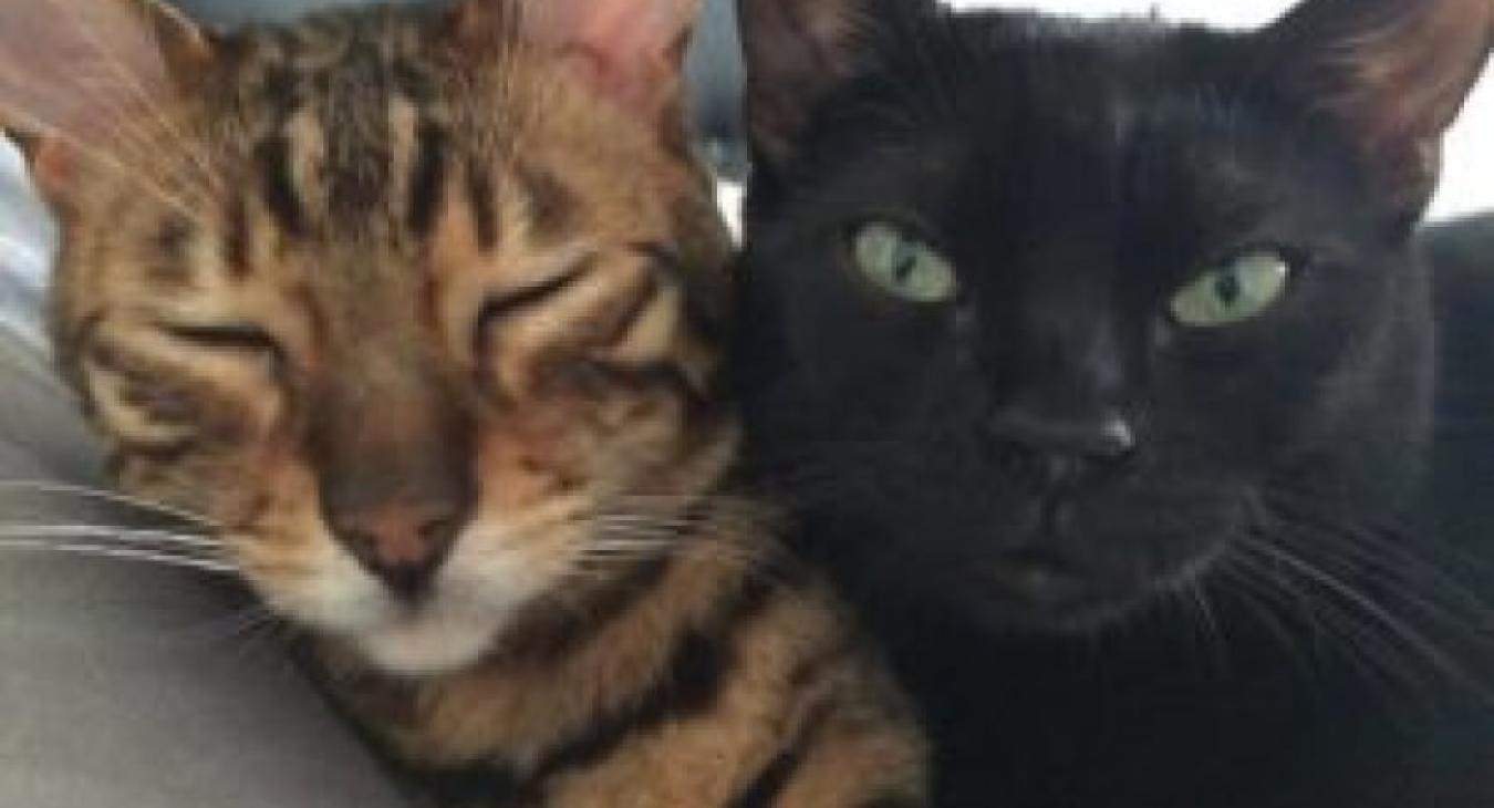 Comment gérer la cohabitation entre chats ?