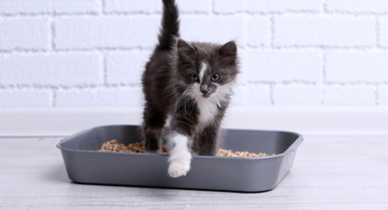 Gérer la propreté du chat