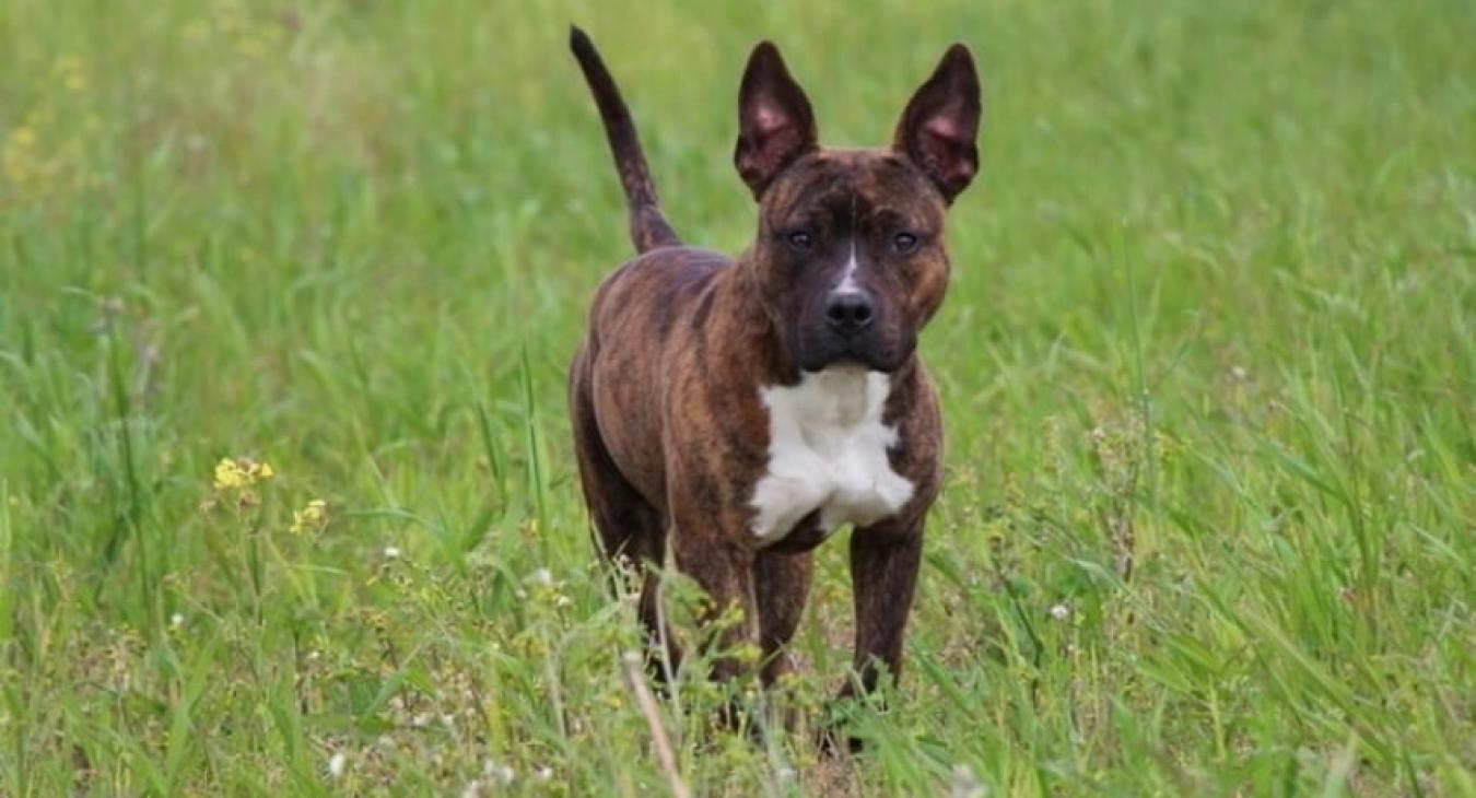 Des chiens dangereux les gueules d’anges ?