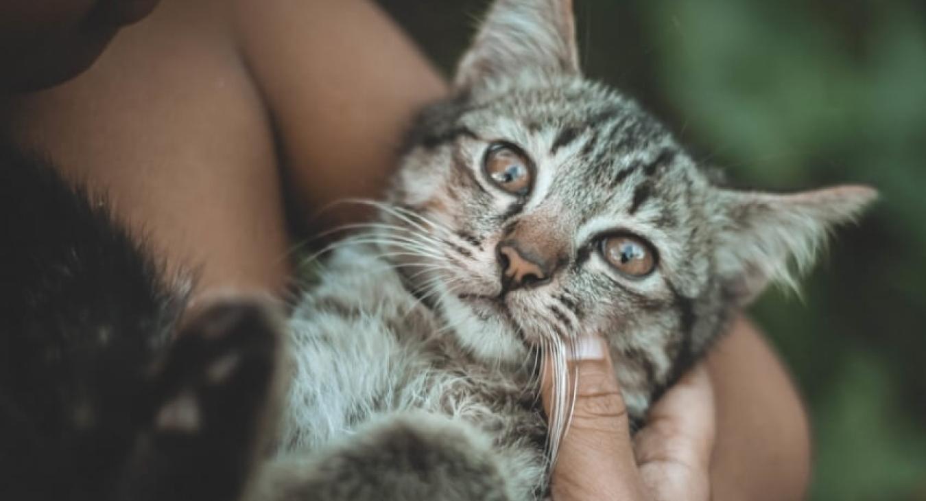 L’histoire de la domestication du Chat