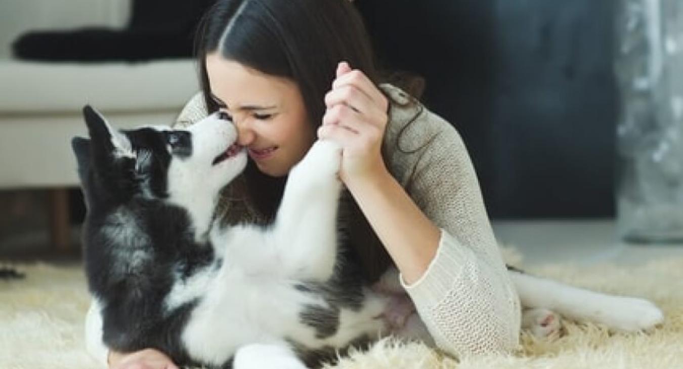 Statut juridique des animaux, de « biens meubles » à « êtres vivants doués de sensibilité »