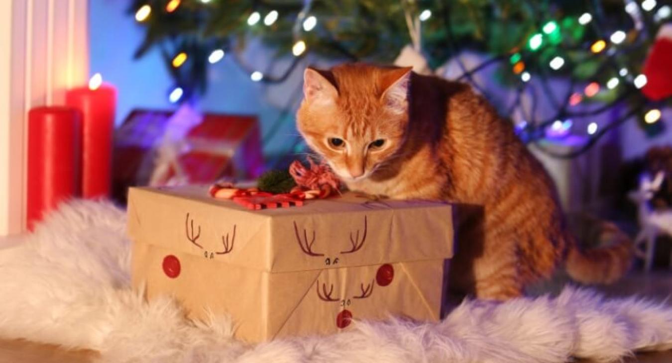 Idées cadeaux chien et chat