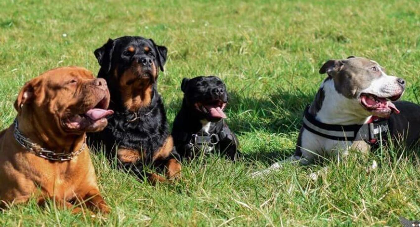 Gueules d’Anges, l’association des chiens dits “dangereux”