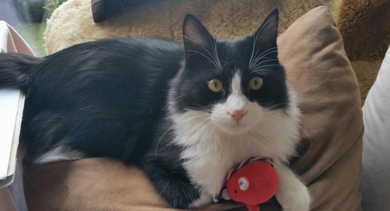 Quels jouets choisir pour mes chiens ou pour mes chats ?