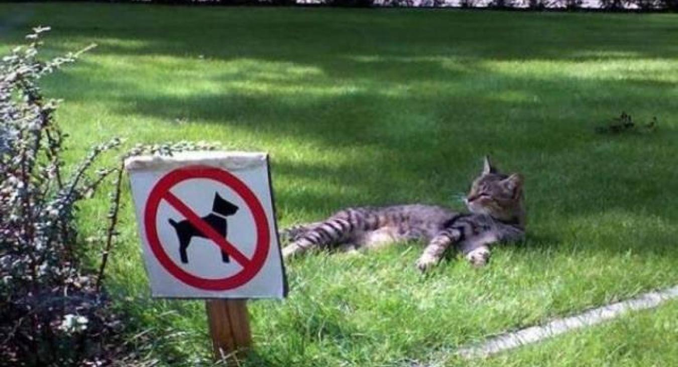 5 idées pour fêter la journée internationale du chat