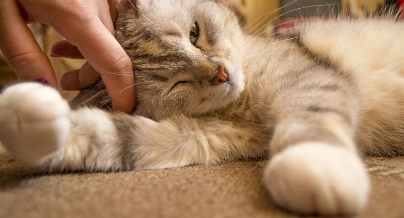 Journée nationale de la stérilisation du chat