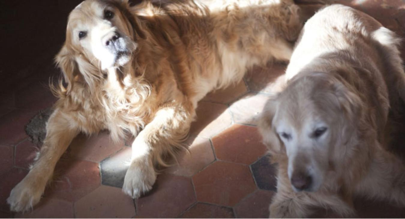 La prise en charge des vieux chiens