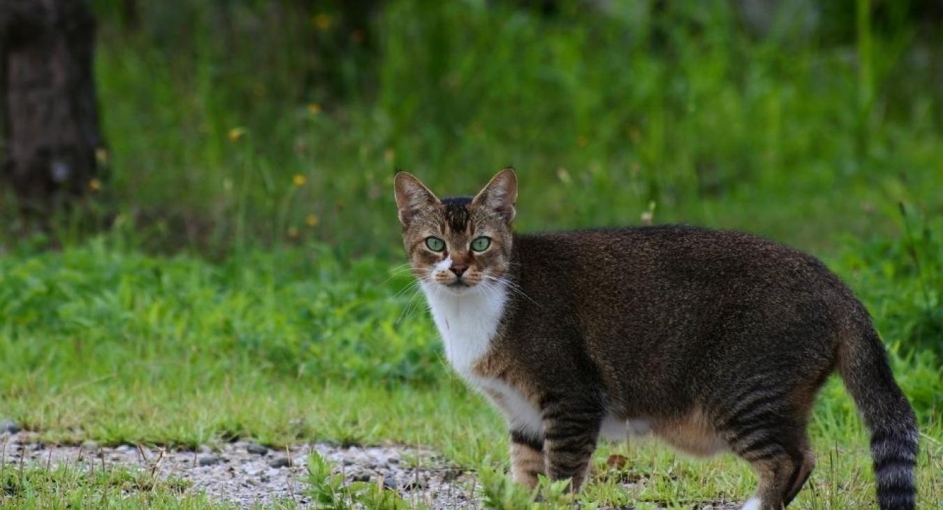 La vie secrète des chats - Saison 2