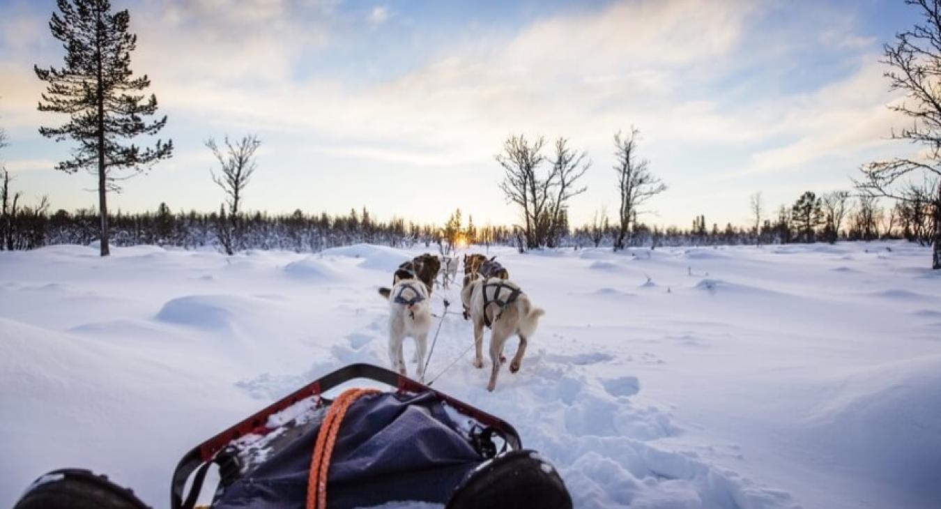 Lekkarod : l’aventure humaine et canine