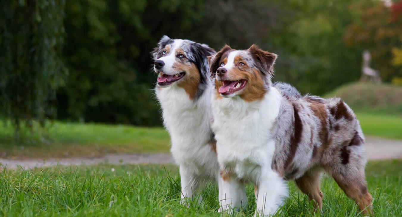 Les chiens écouteurs