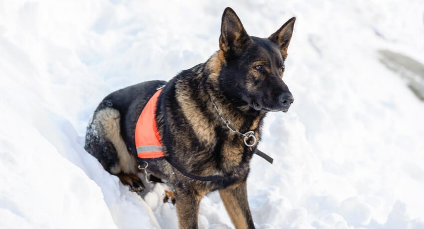 Le métier de maître-chien d’avalanche