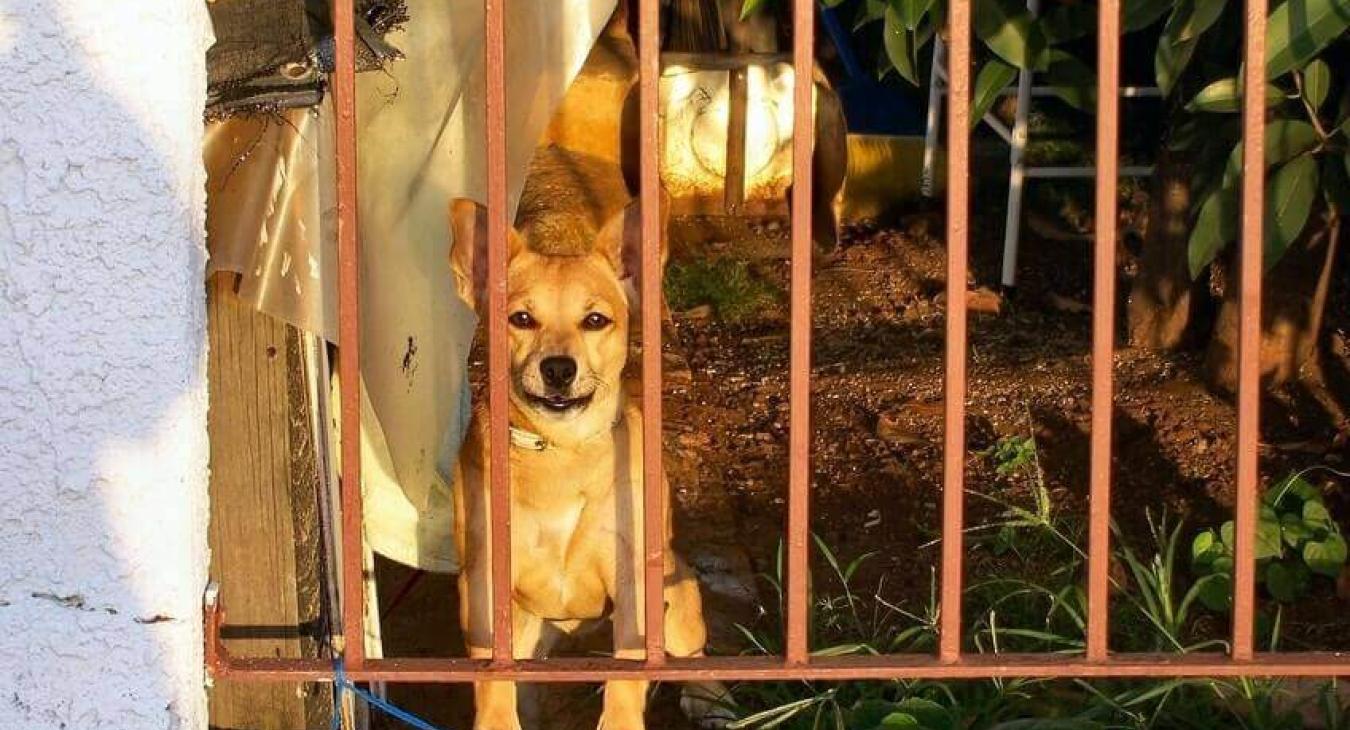 Maltraitance animale, que faut-il faire ?