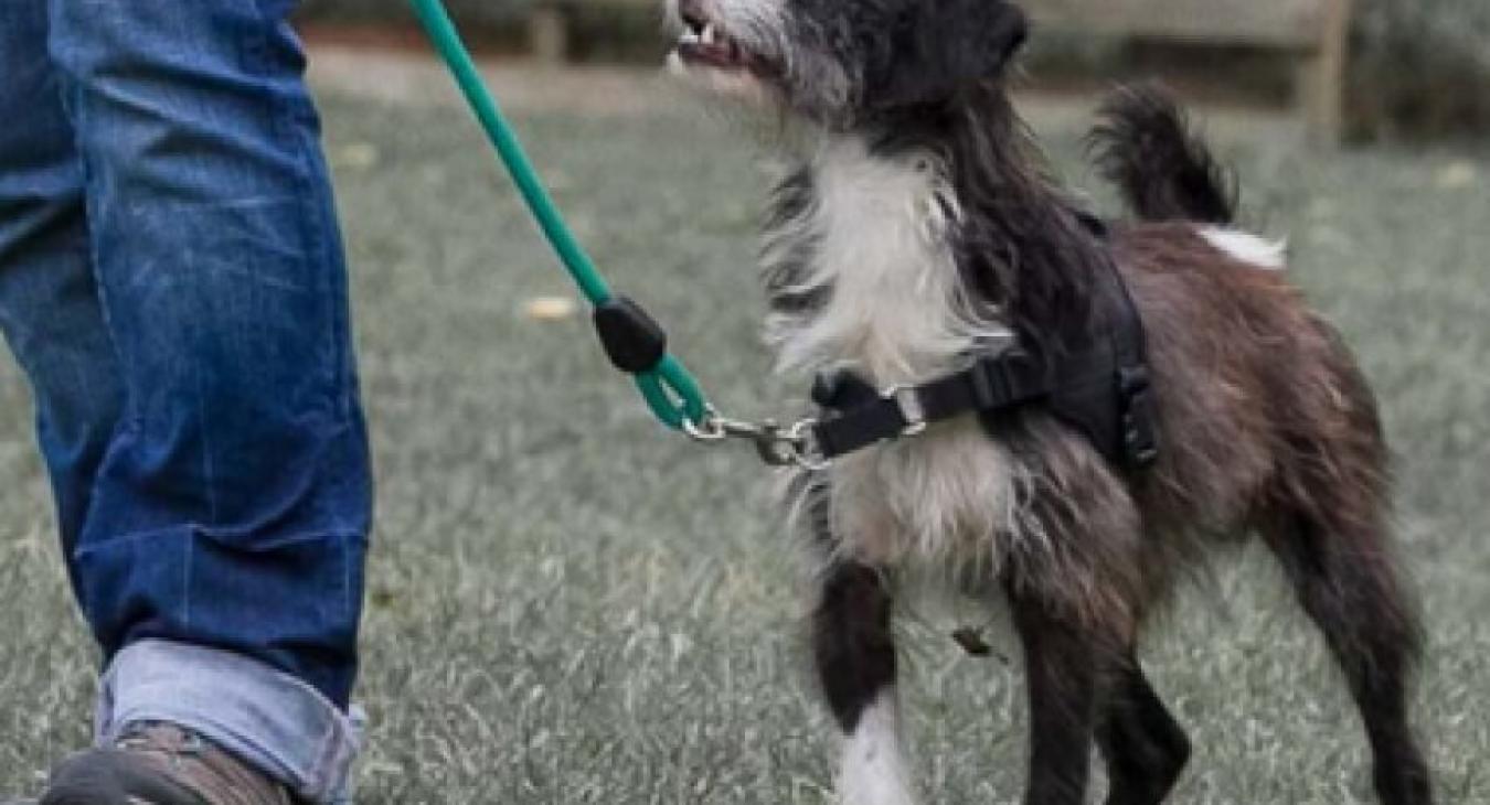 Apprendre à mon chien à marcher en laisse sans tirer
