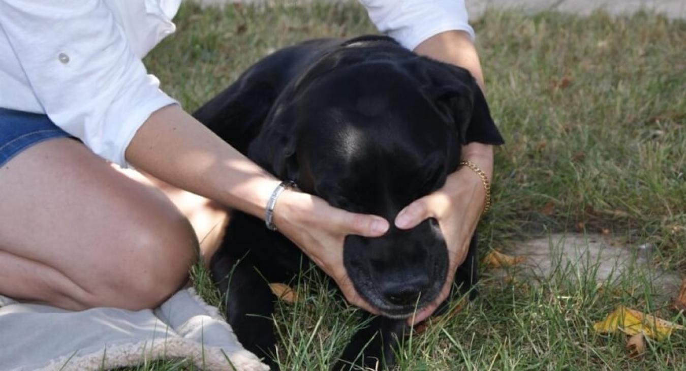 Le massage canin