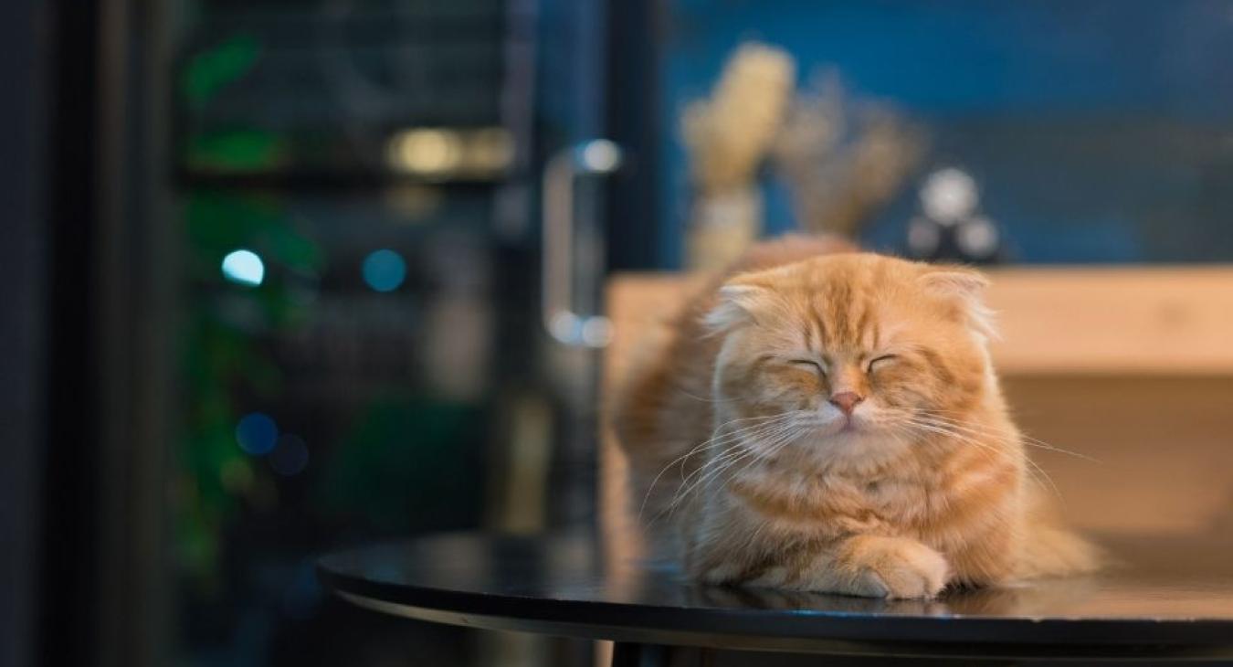 MIAOU, la revue pour ronronner de bonheur