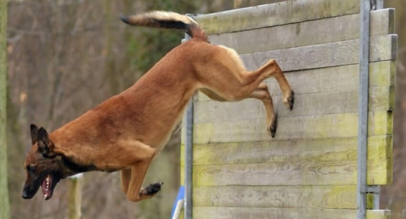 Mondioring : le sport qui rend votre chien plus fort