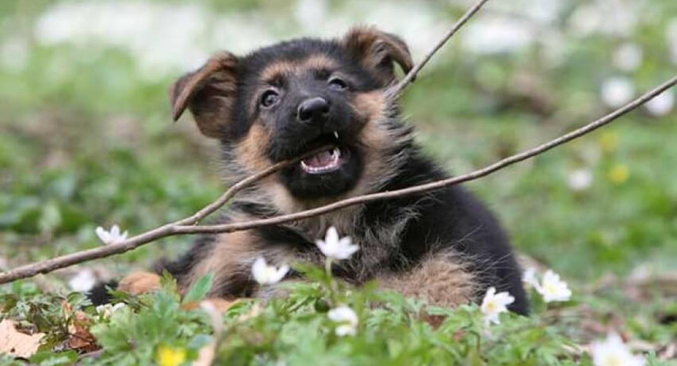 Mon chiot mordille