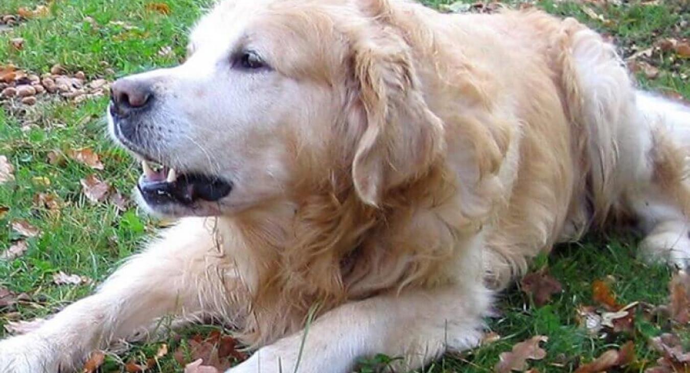 Mouss le chien : le site 100 % dédié à nos amis les chiens