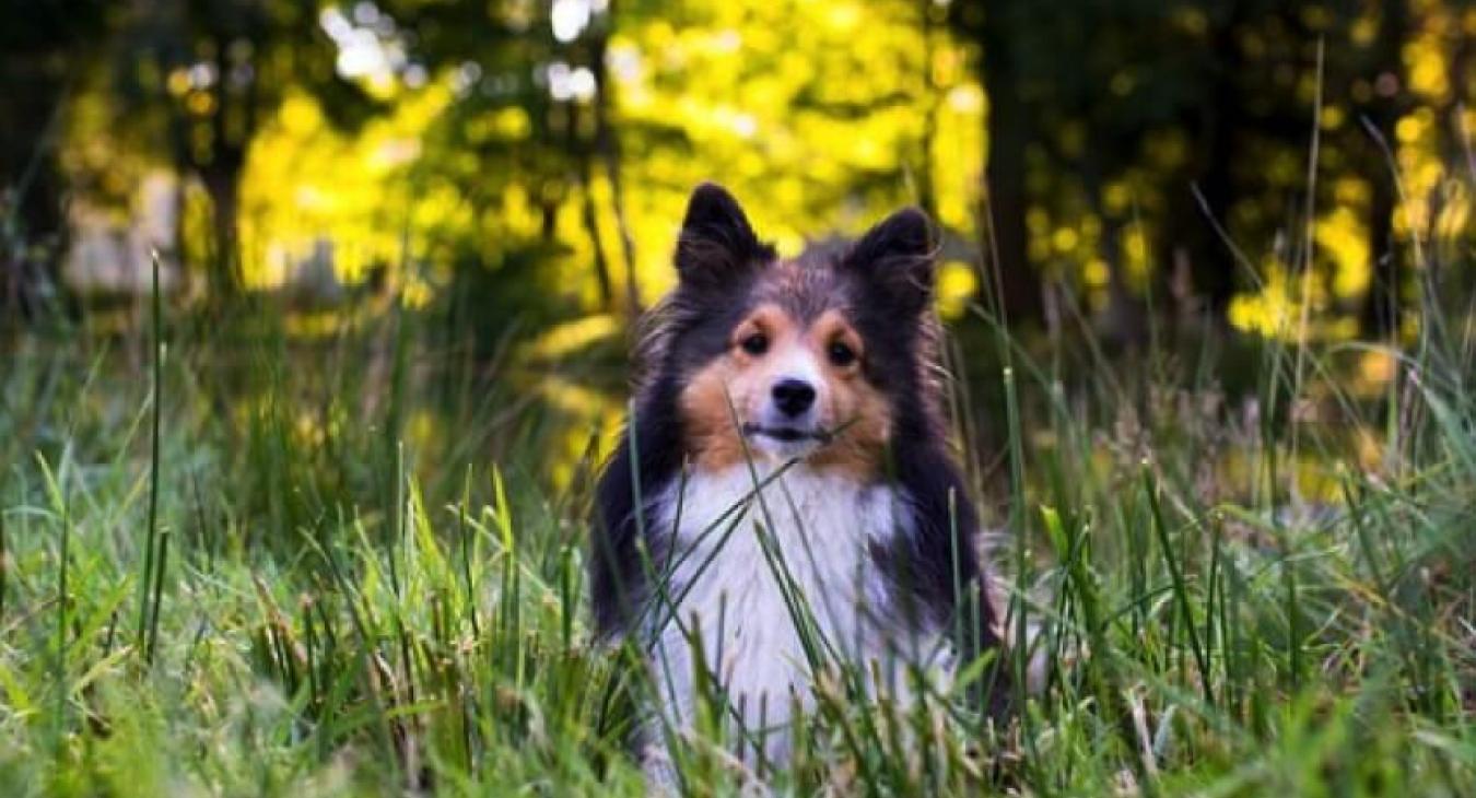 La mue printanière du chien